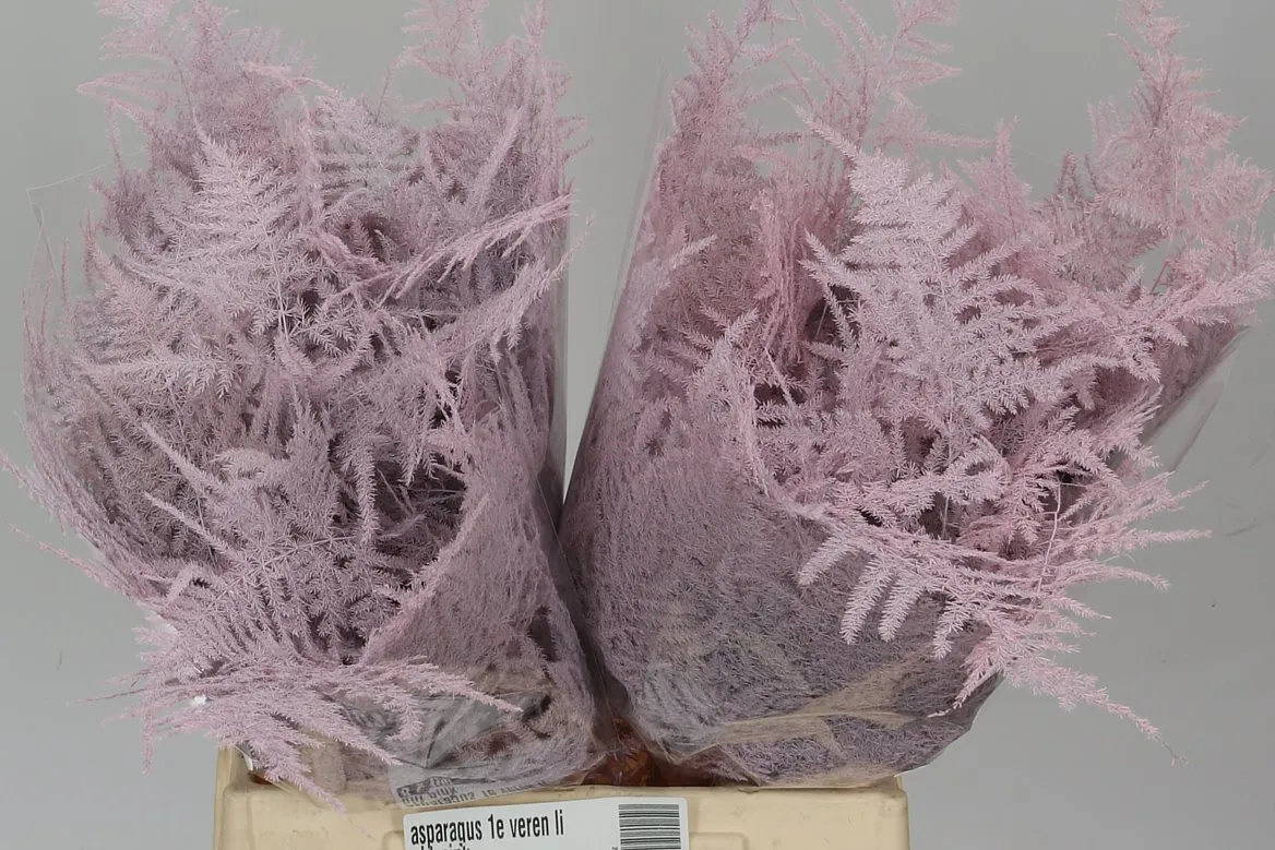 Asparágus 1e Veren Light Pink • 45 cm