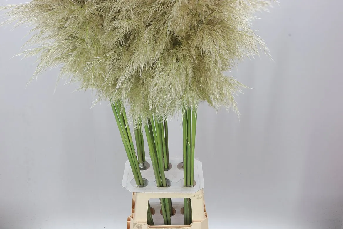 Cortaderia • 130 cm