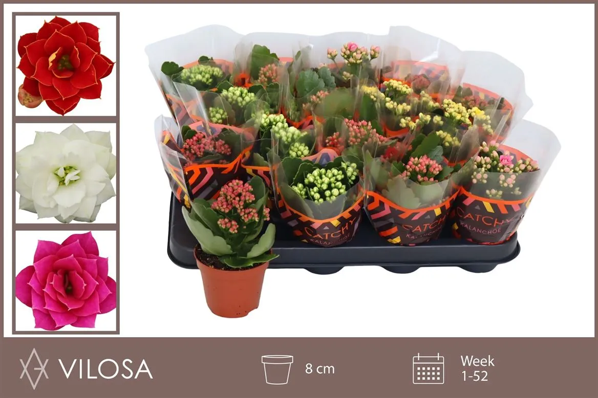 Kalanchoe Calandiva mix • črepník 8 cm