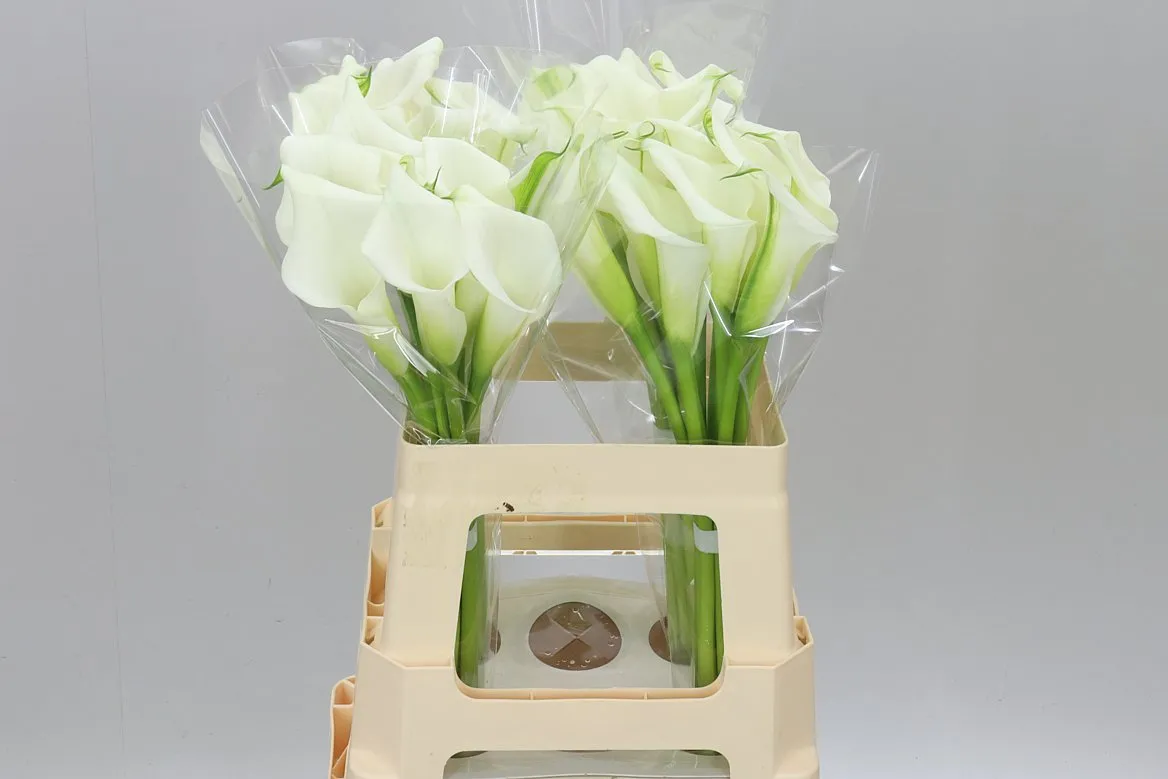 Zant Crystal Blush • 60 cm