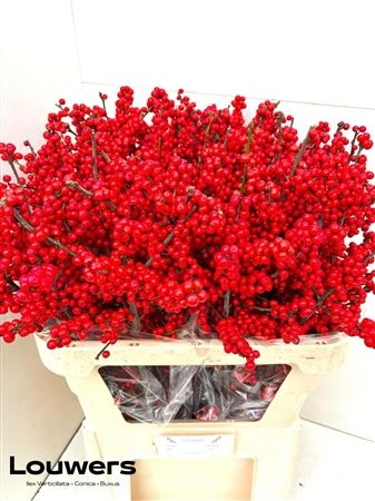 Ilex • 80 cm