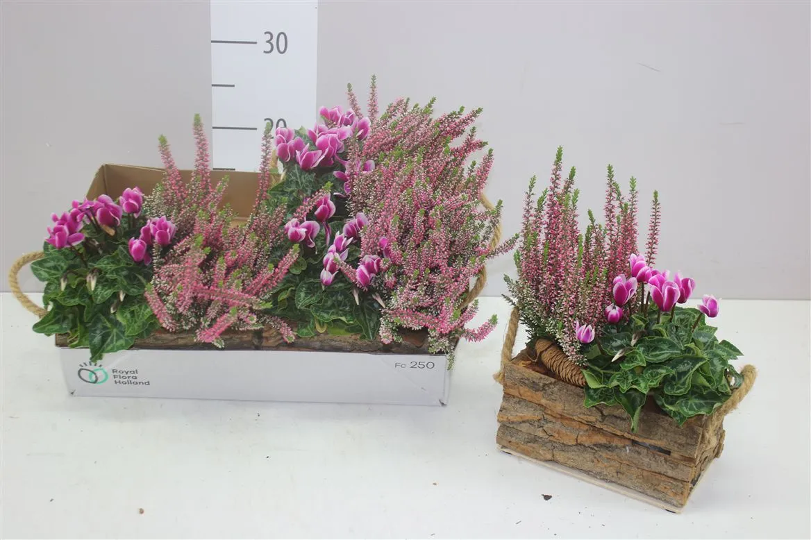 Arr Tuinplanten In Schorsbak • črepník 20 cm
