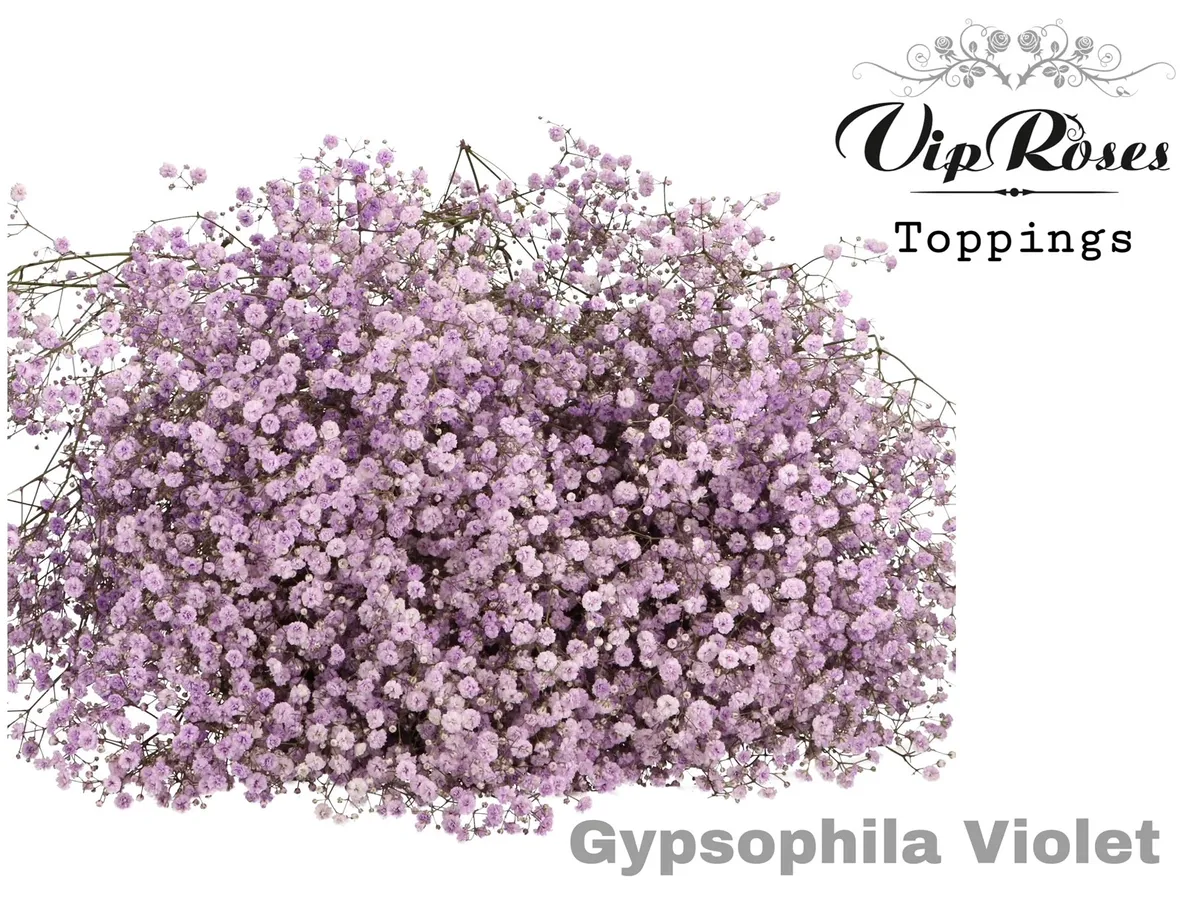 Gypsofila Pa Violet • 80 cm