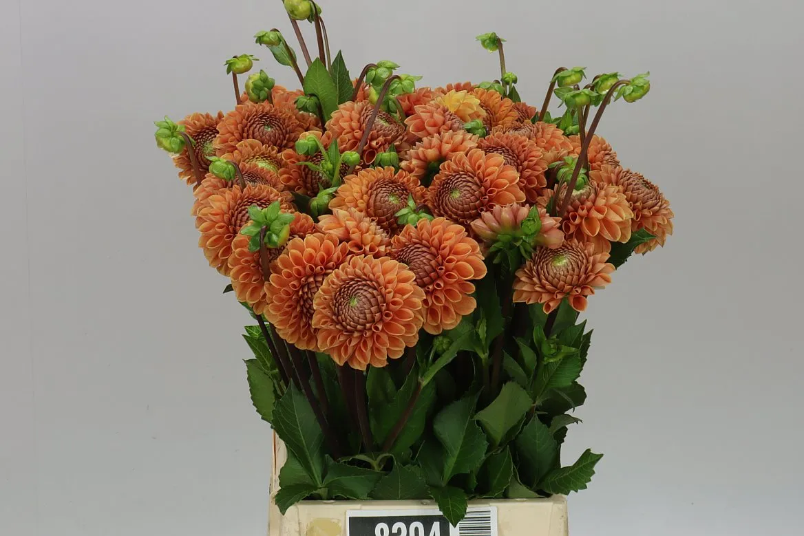 Dahlia Cornel Bronze • 50 cm