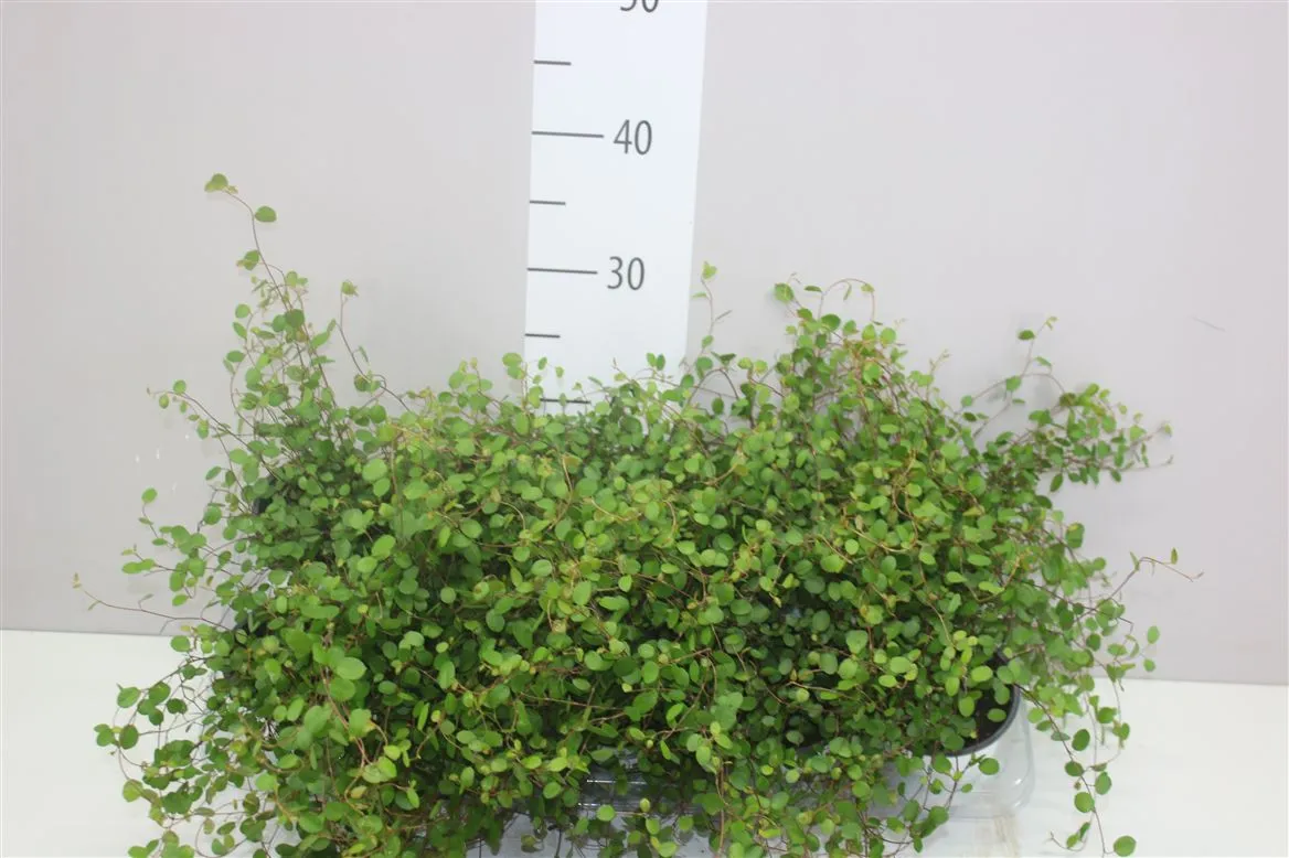 Muehlenbeckia Maori • črepník 11 cm