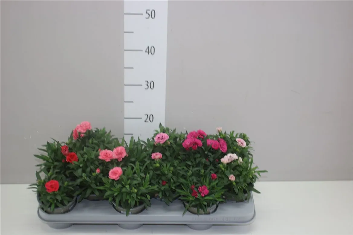 Dianthus Gemengd • črepník 11 cm