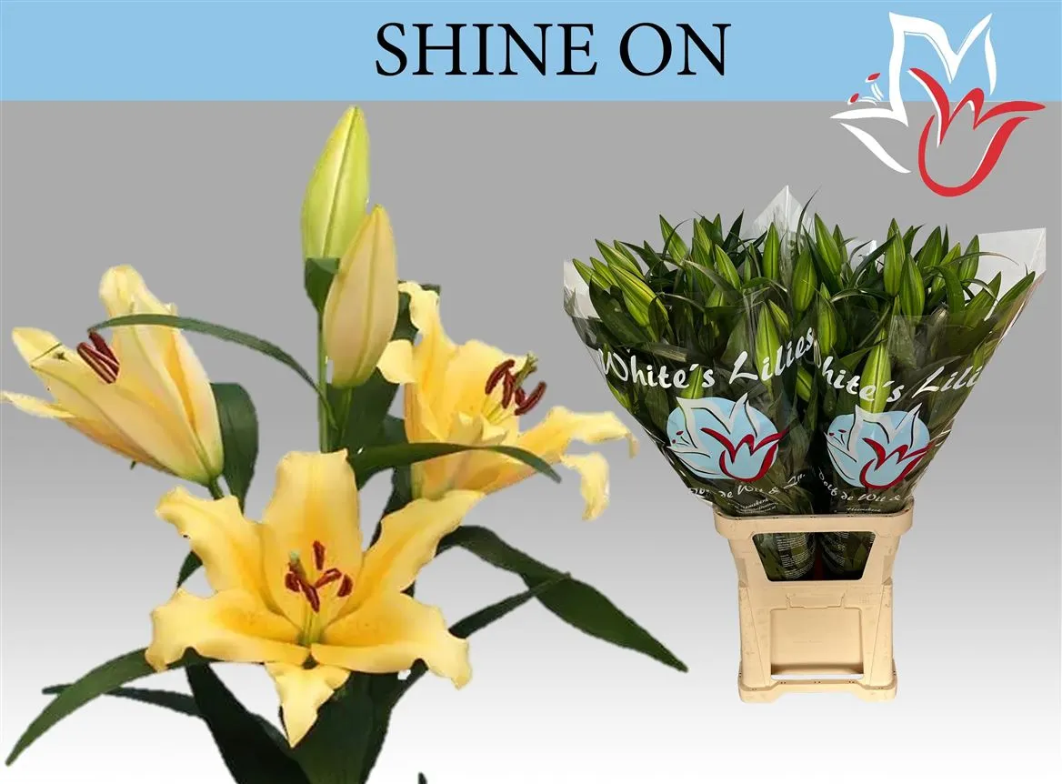 Lil Or Shine On • 80 cm