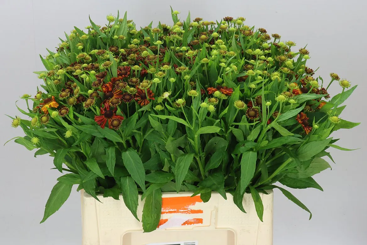 Helenium Red King • 60 cm