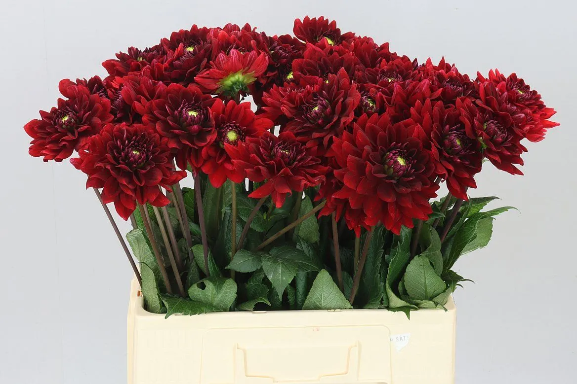 Georgína Red Runner • 55 cm