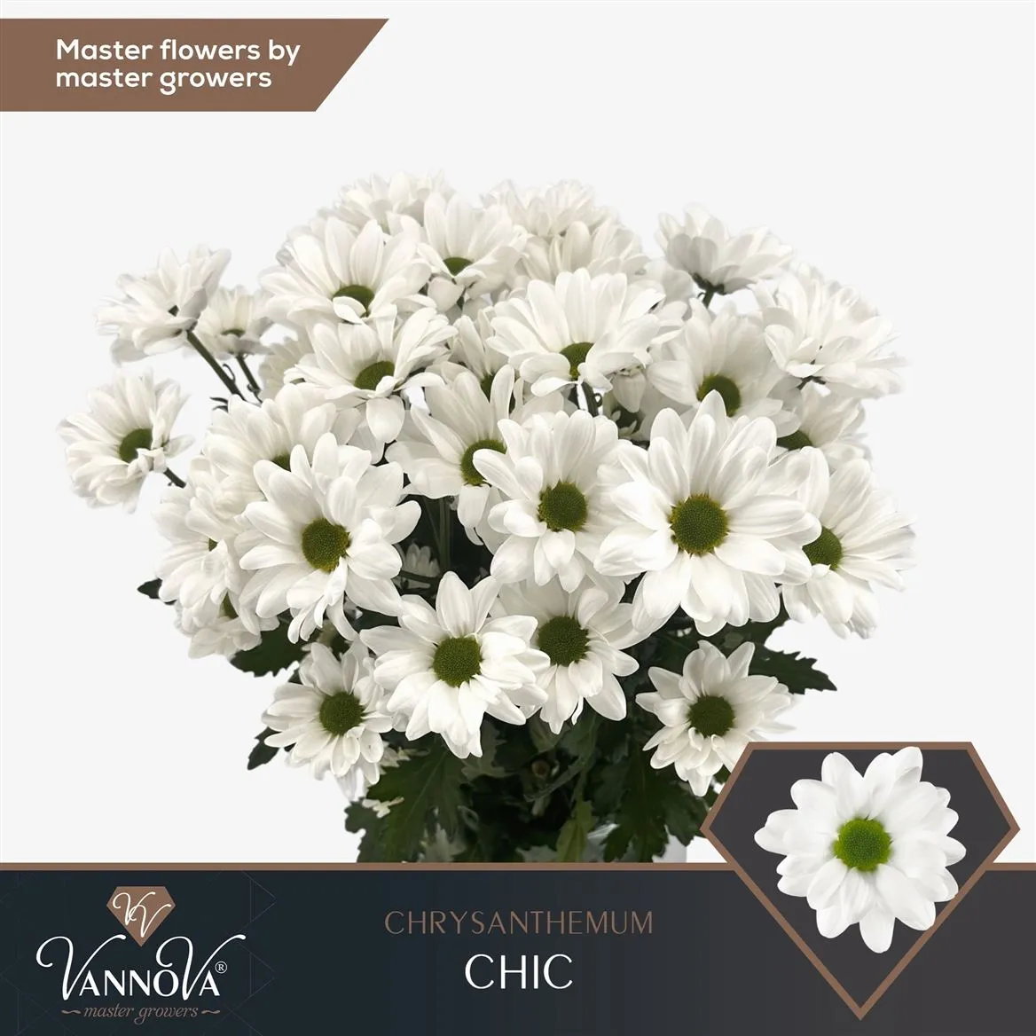 Chr T Chic • 70 cm