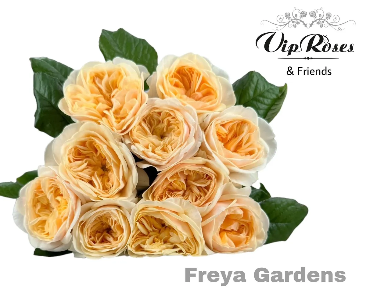 R Gr Freya Gardens! • 60 cm