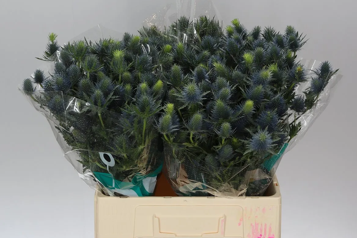 Eryngium Supernova • 60 cm
