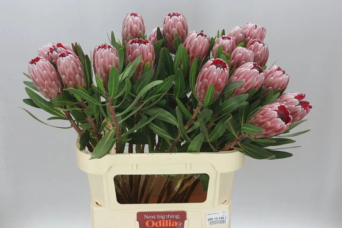 Protea Pink Ice • 80 cm