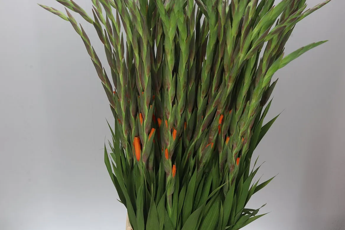 Glad. Orange • 120 cm