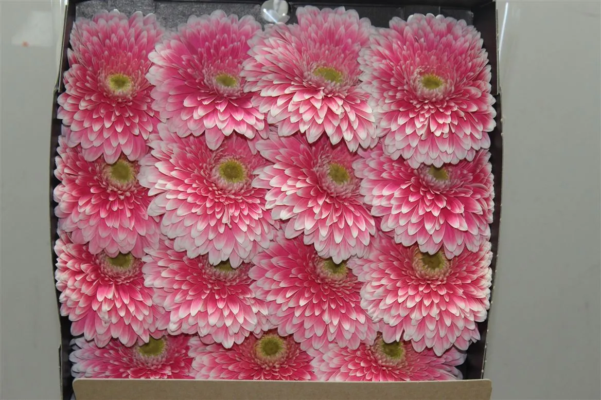 Gerbera Diamond Pomp Powerball • 55 cm