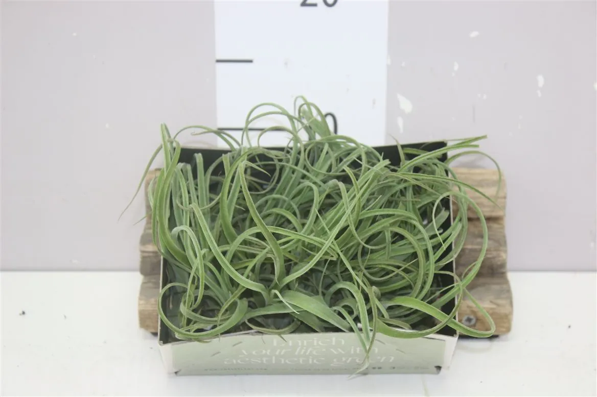 Tillandsia Overig Airplants • črepník 6 cm