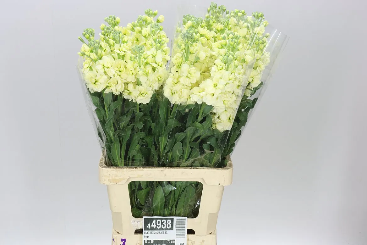 Matthiola Cream It. Imp • 70 cm