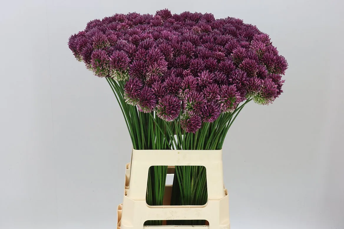 Allium Sphaerocephalon • 70 cm