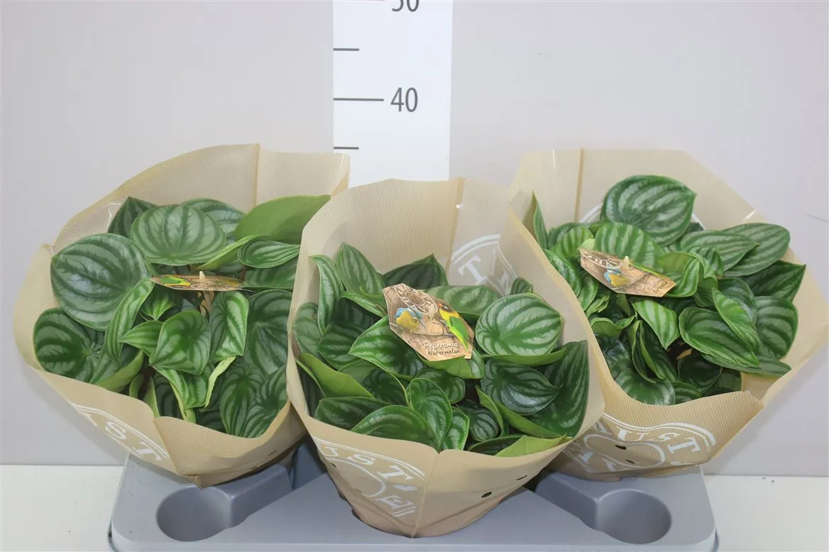 Peperomia Argyreia • črepník 17 cm