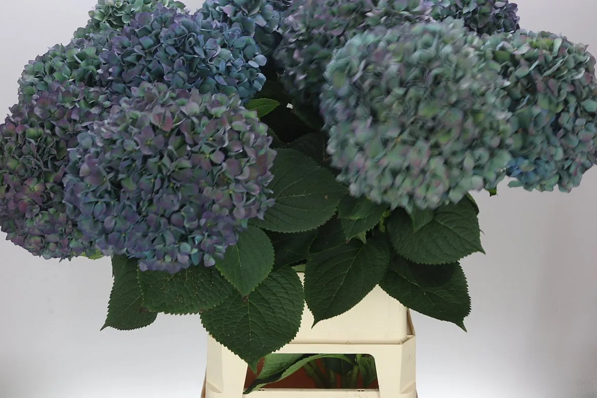 Hydrangea Pimpernel Classic • 100 cm