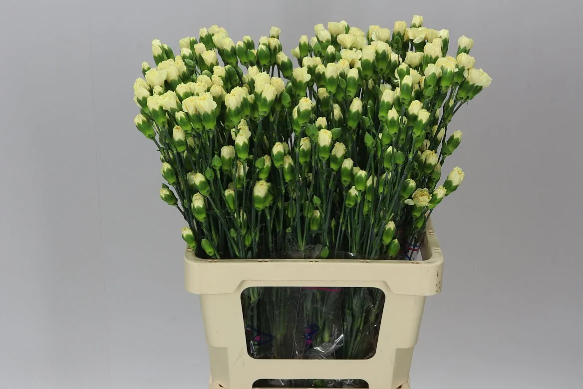 Karafiát trsový Cream, Kolumbia • 60 cm