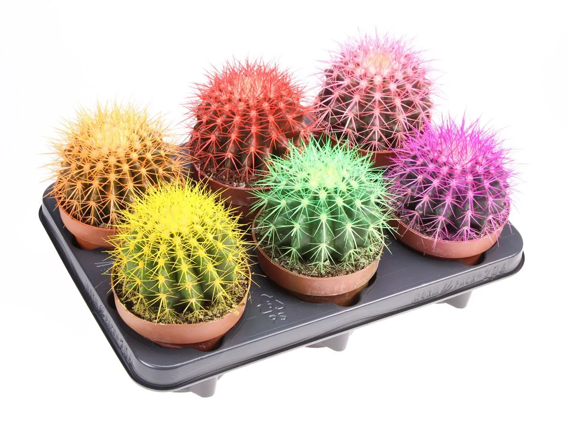 Echinocactus Rainbow mix • črepník 12 cm