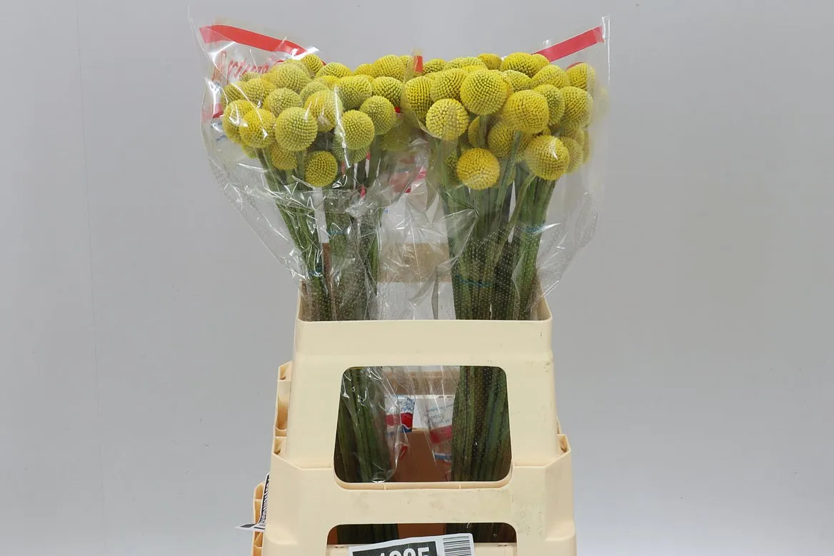 Craspedia Big Yellow • 55 cm