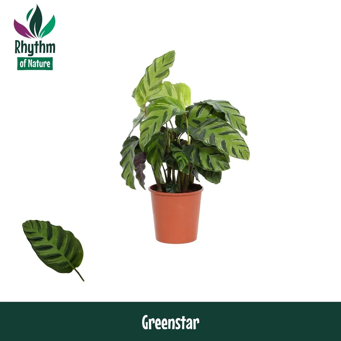 Calathea Greenstar A2 • črepník 12 cm