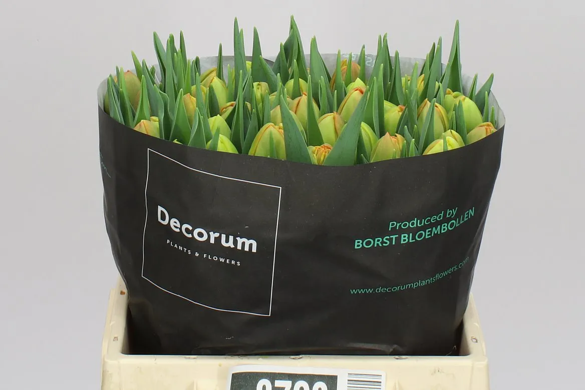 Tulipán plnokvetý Icoon • 36 cm