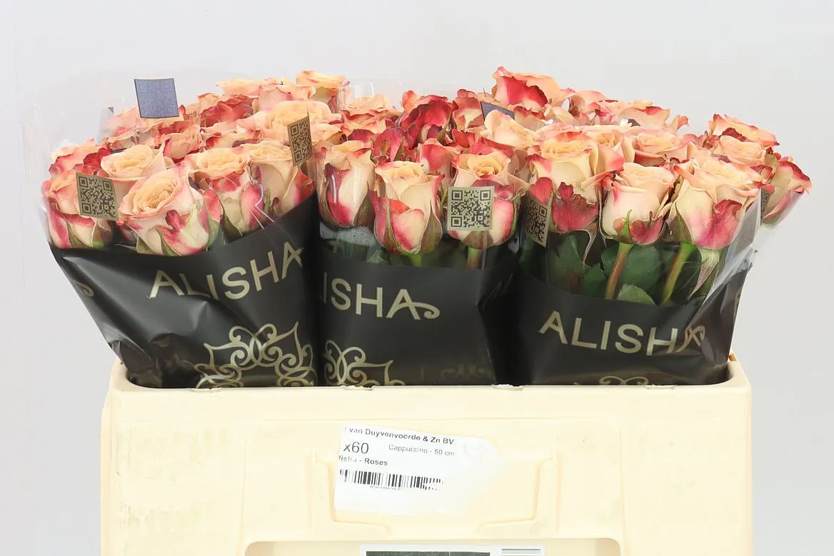 Rosa Gr Cappuccino • 50 cm