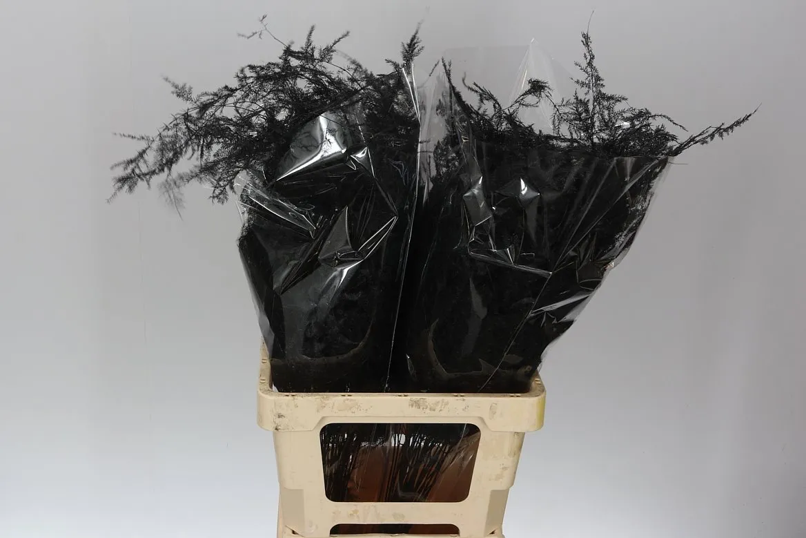 Asparágus Extra Veren Black • 65 cm