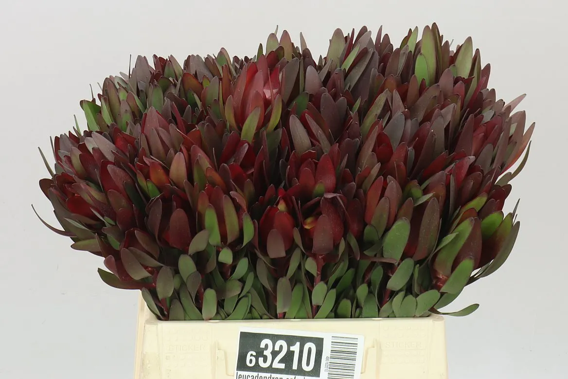 Leucadendron Safari Sunset • 40 cm