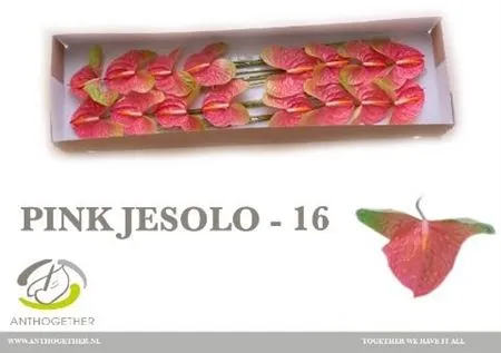 Anth Pink Jesolo