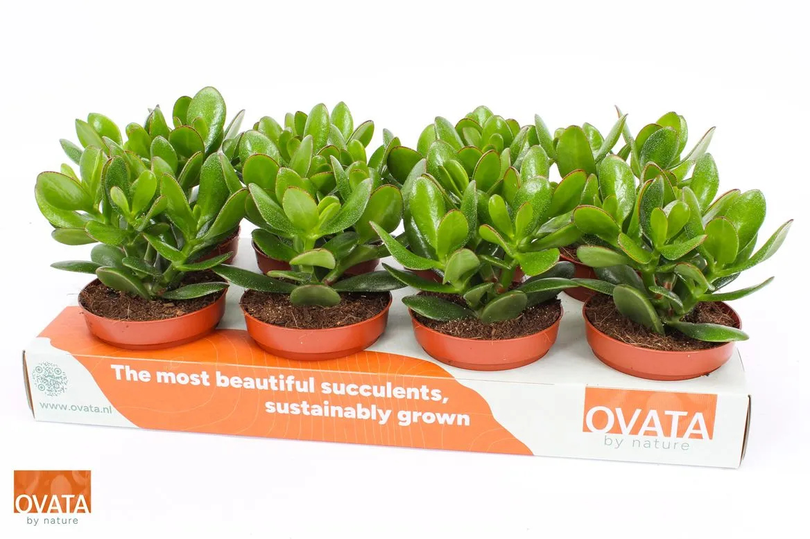 Crassula Magical Tree • črepník 12 cm