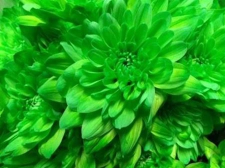 Chryzantéma trsová Baltica Green • 70 cm