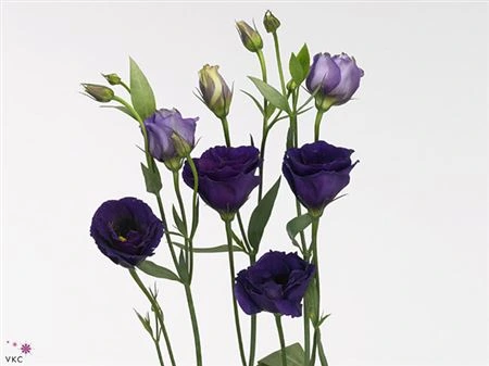 Eustóma plnokvetá Minuet D Purple • 70 cm