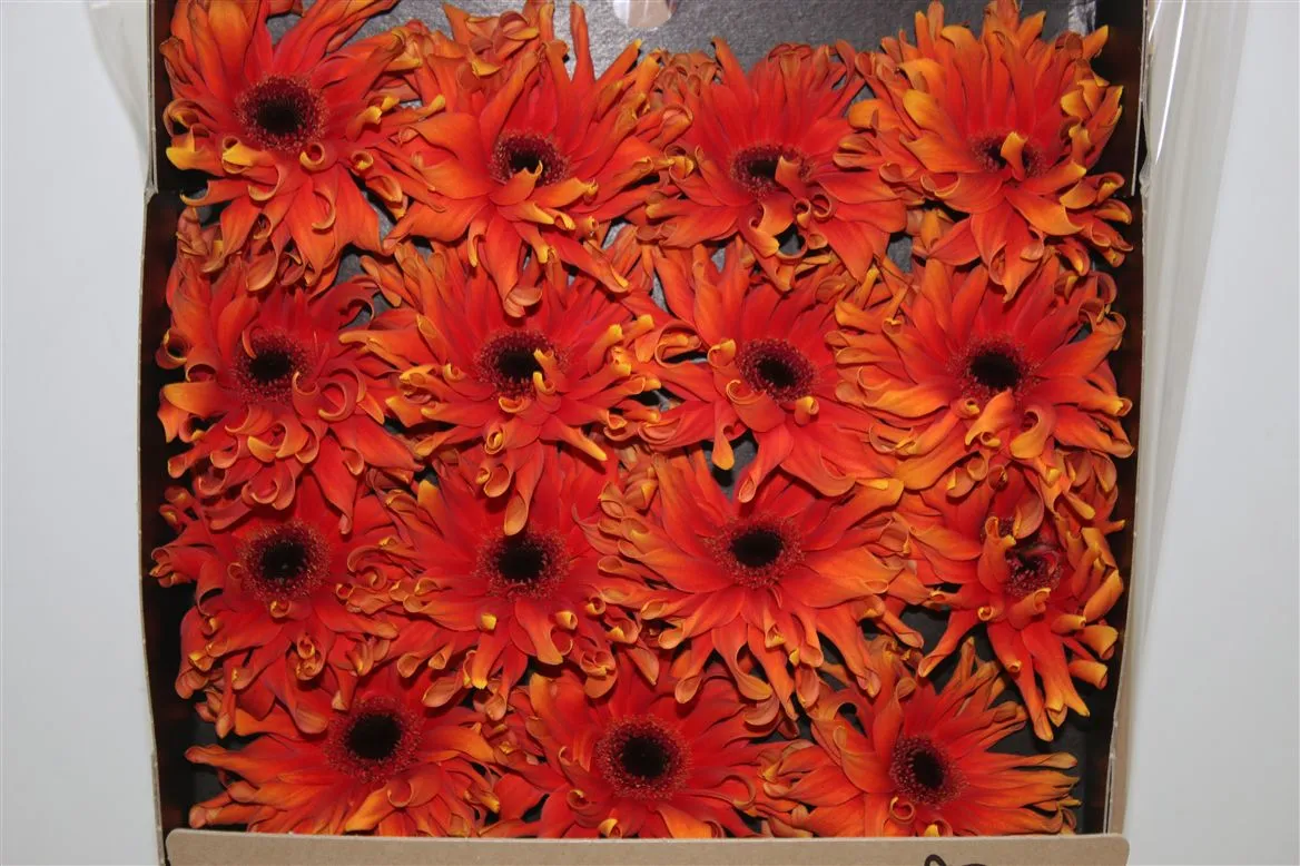 Gerbera Diamond Pasta Caprese • 55 cm