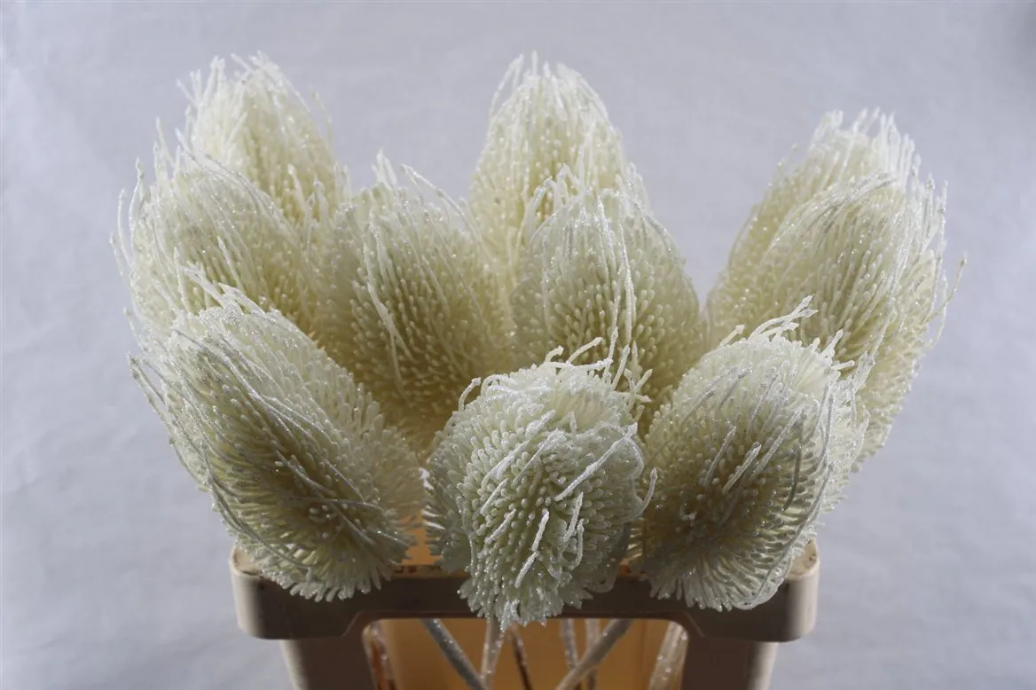 Banksia Cream X10, sušené • 50 cm