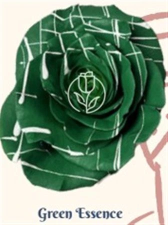 Ruža farbená Green Essence, Ekvádor • 50 cm