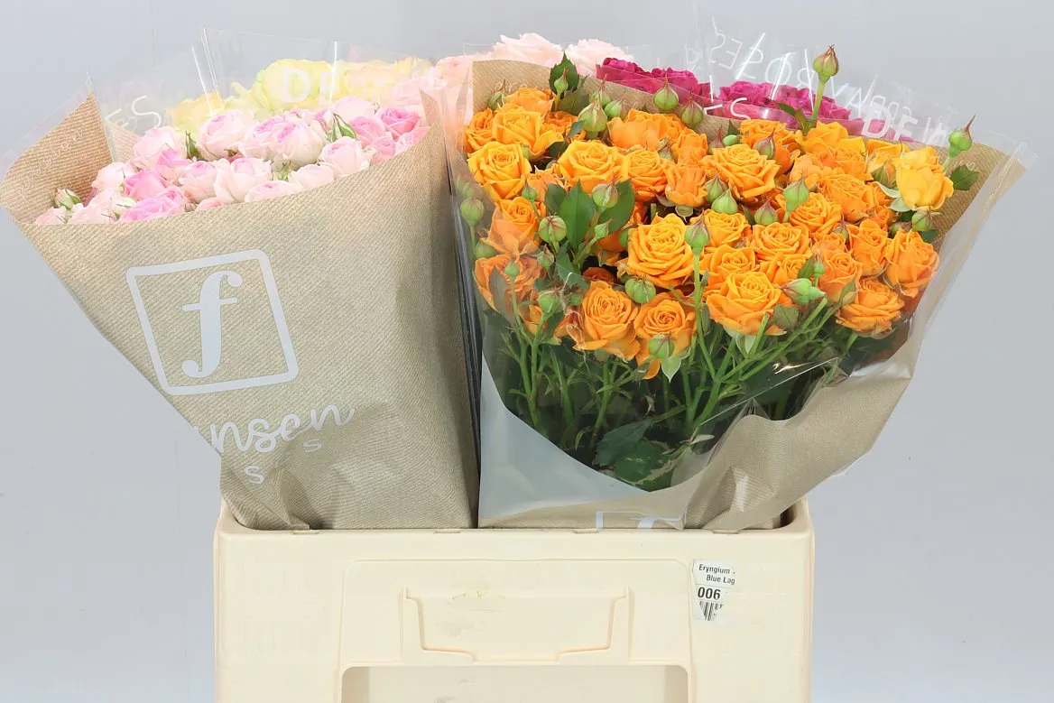 Ruža trsová mix In Bucket Dutch • 60 cm