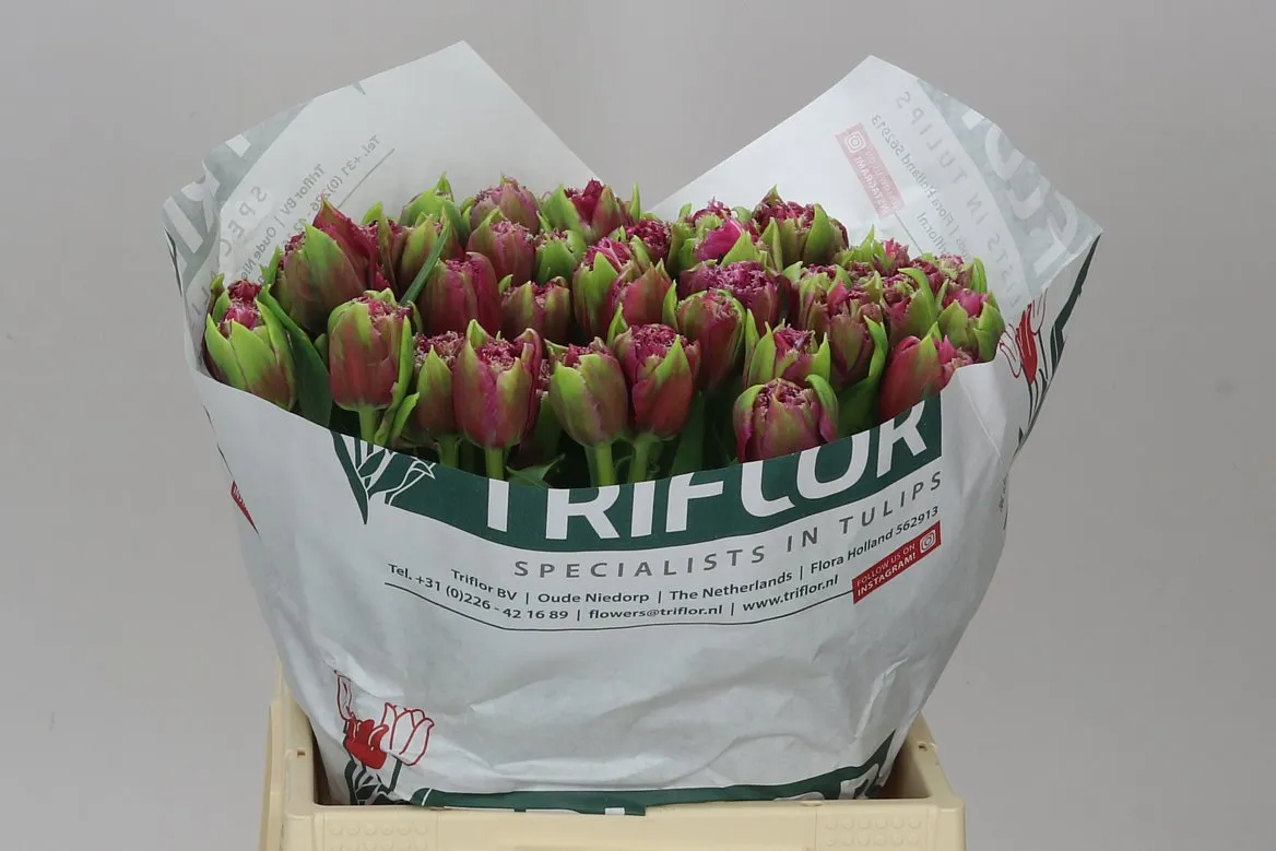 Tulipán strapkatý Mascotte • 41 cm