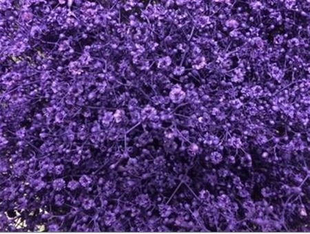 Gypsofila Million Star farbená Purple