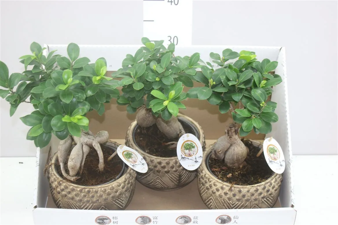 Ficus Ginseng Gold Keramiek • črepník 19 cm