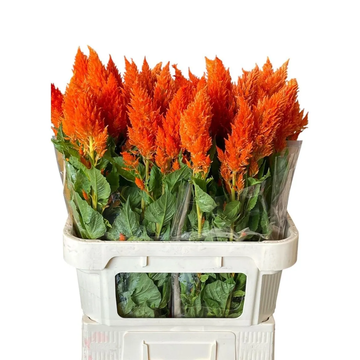 Celózia P Sunday Orange • 80 cm
