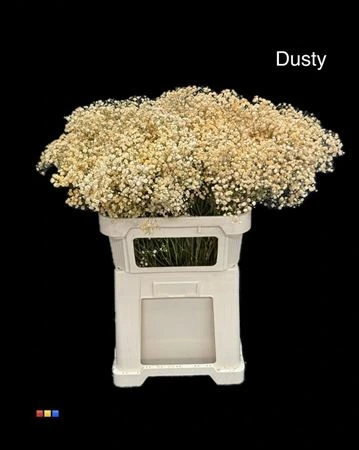Gypsofila Xlence Dusty Pastel Orange • 80 cm