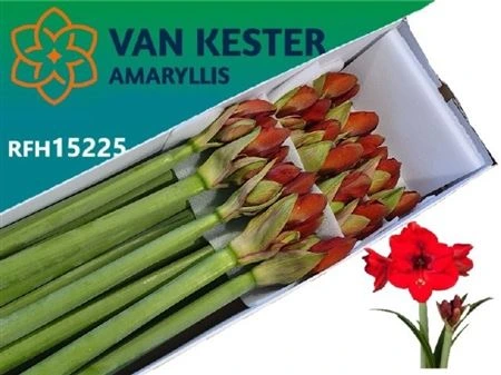 Amarylis Ga Tenerife • 75 cm