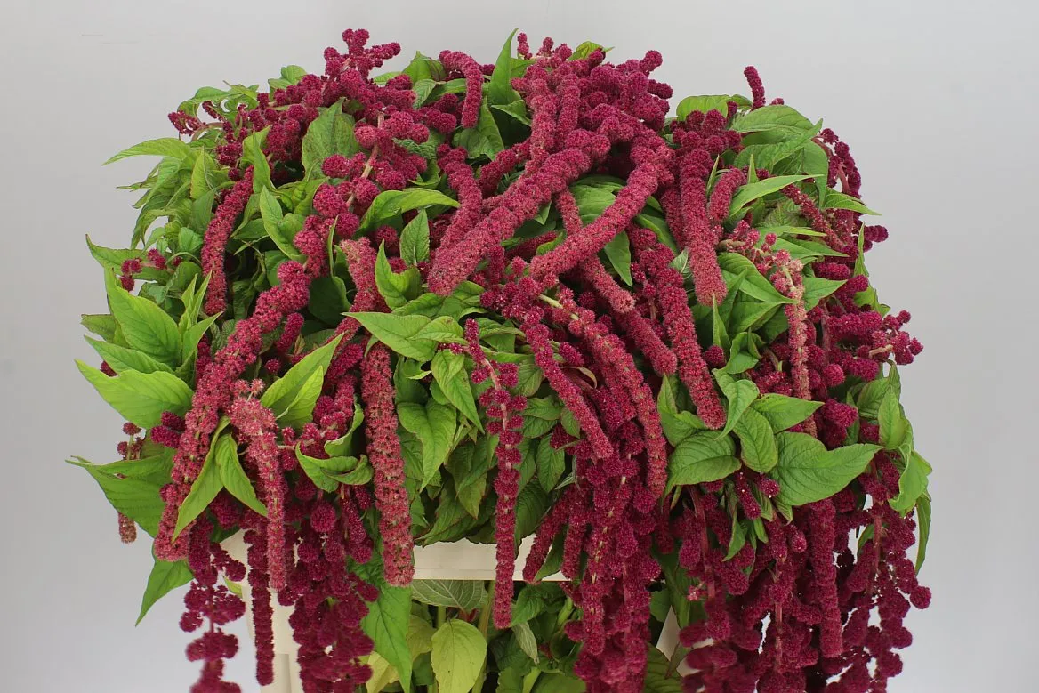 Amarant Ca Rosary Nl • 70 cm