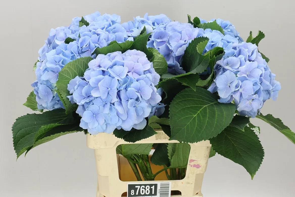 Hyd Verena Blue Pale • 65 cm