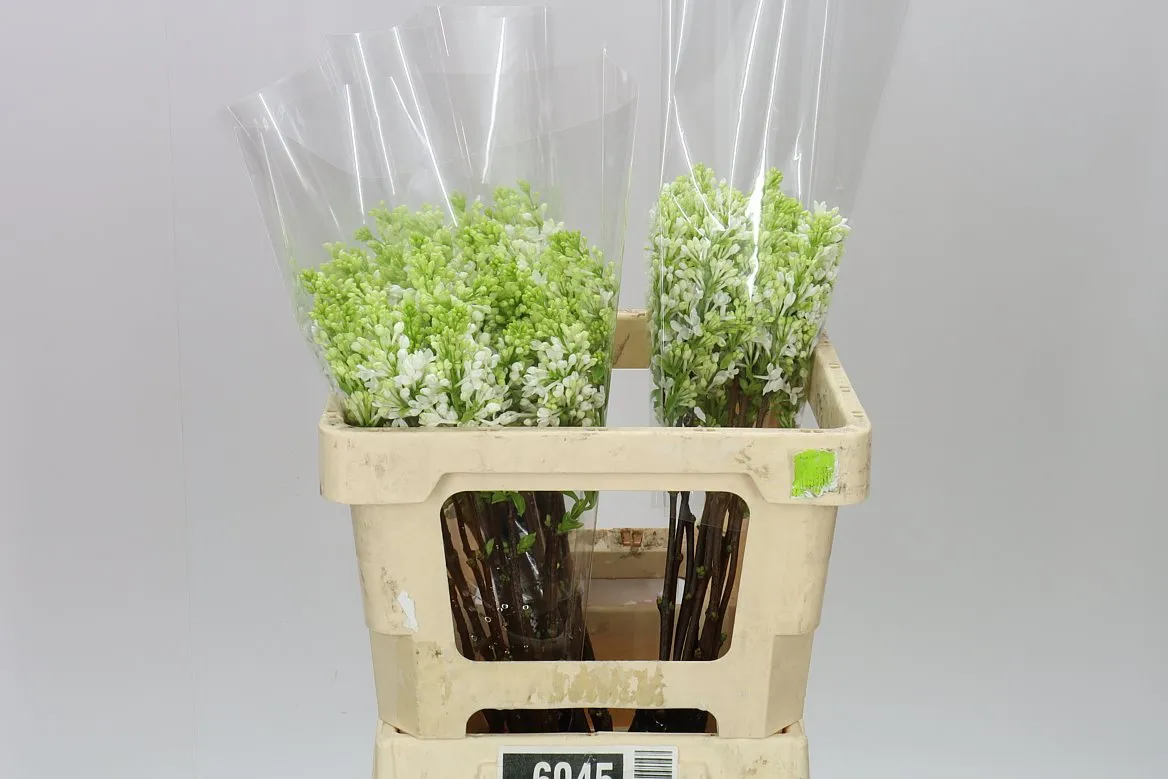 Syringa V Engler Weissen Traum • 50 cm