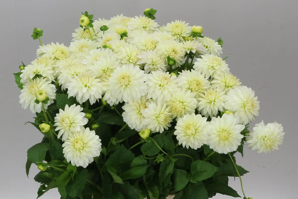 Dahlia Snow Cap • 55 cm